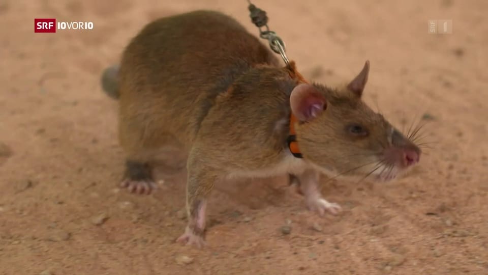 «Die Idee»: Ratten als Minensucher