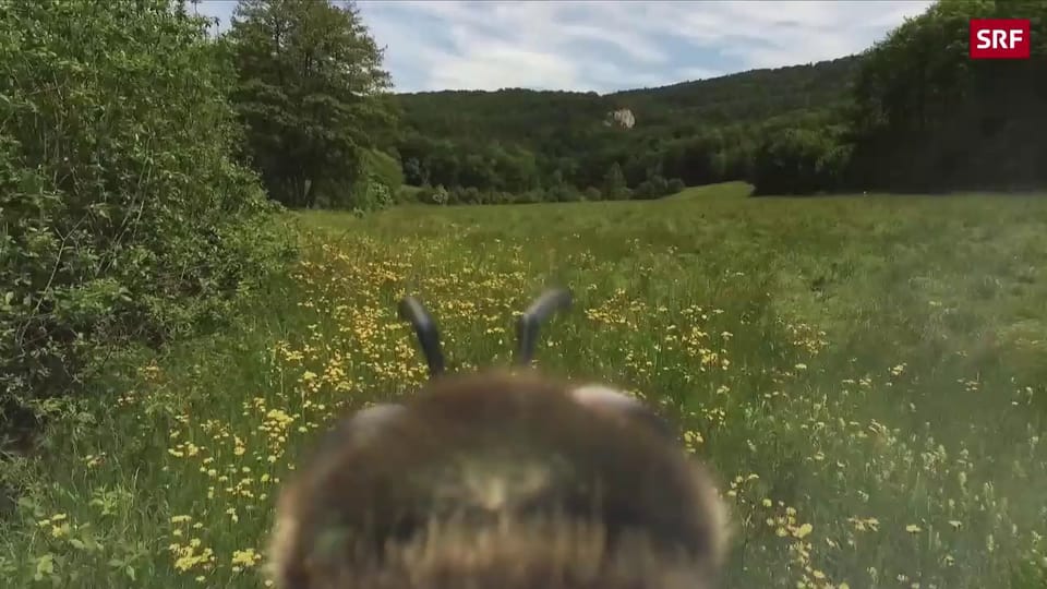 Die Bienenmörderin