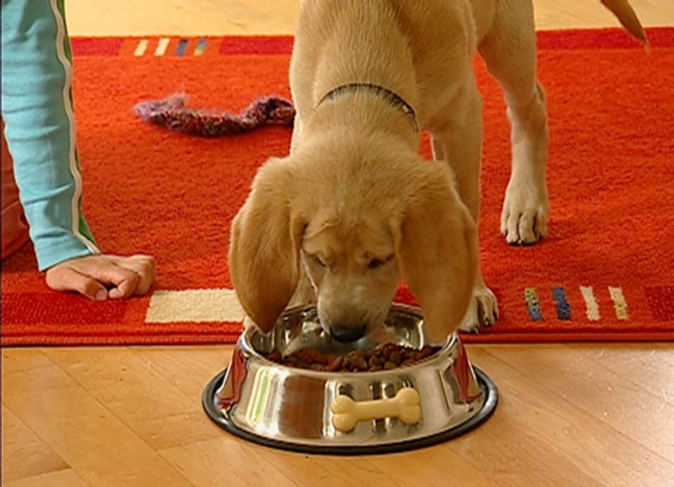Hundefutter im Test: Einige Trockenfutter mangelhaft