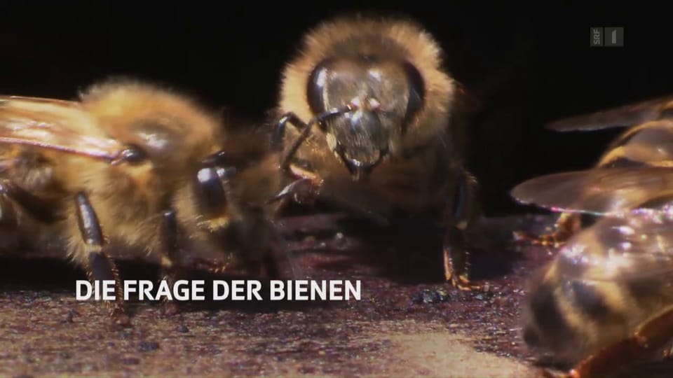 Aus dem Archiv: Die Welt der Bienen (Schweizerdeutsch)