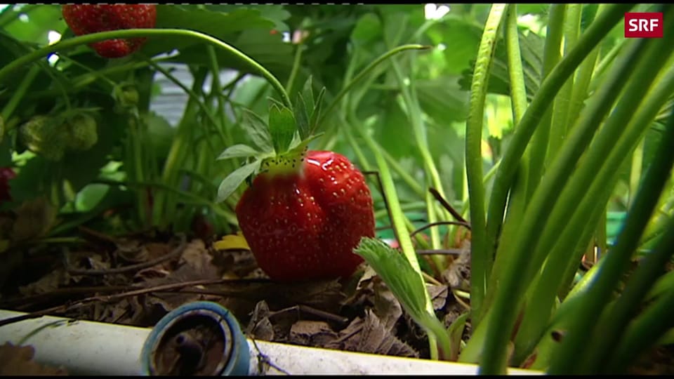 Erdbeeren als Umweltsünder