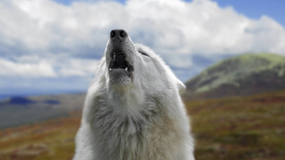 Im Riesenland Kanada gibt es rund 60'000 Wölfe