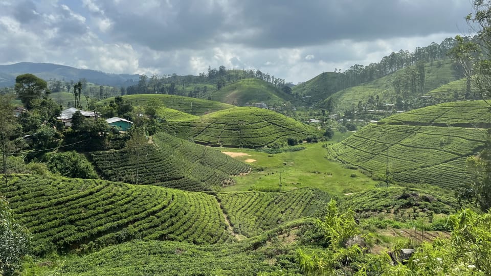 Unter zum Teil prekären Arbeitsbedingungen wird Tee in den Anbauländern gepflückt