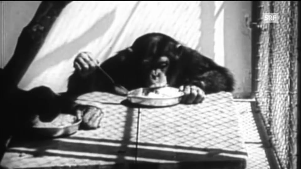Affen in Menschenrollen (aus "Wir und der Zoo", SRF-Doku)