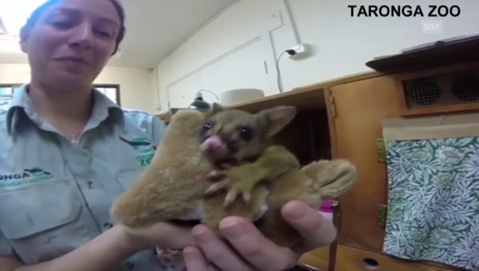Plüsch-Känguru als Ersatzmutter