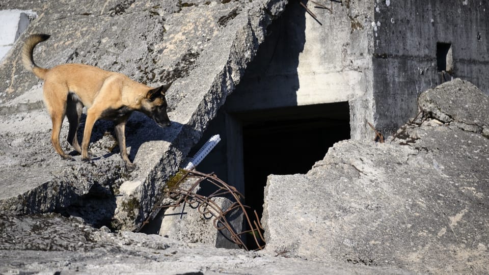 Rettungshunde aus der Schweiz im Einsatz in der Türkei