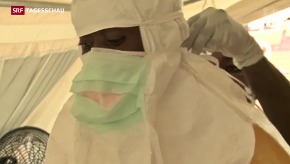 Ebola vermutlich durch Flughunde übertragen