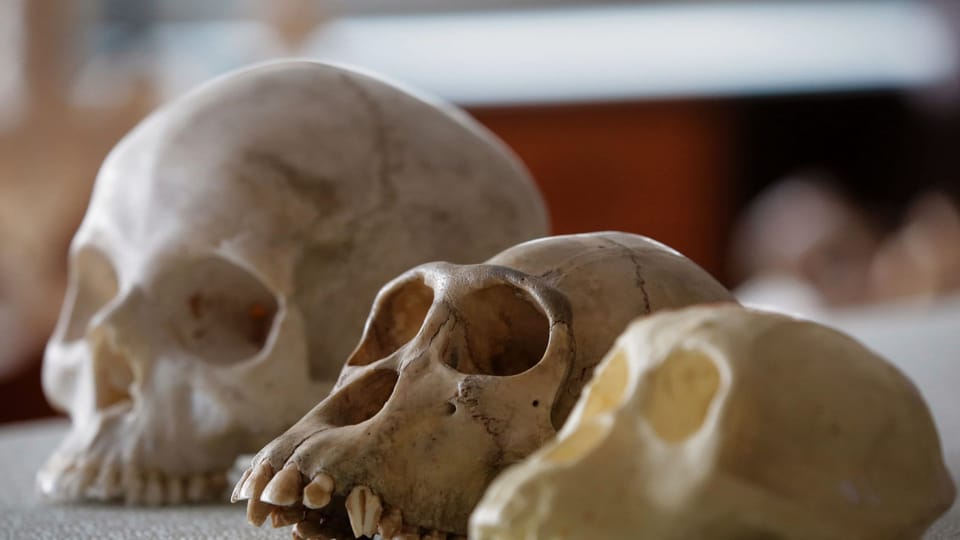 War der erste Mensch ein Europäer?