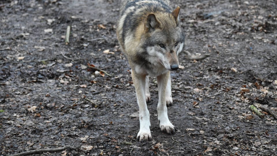 Wolfshund-Abschuss im April: Hybrid-Verdacht erhärtet