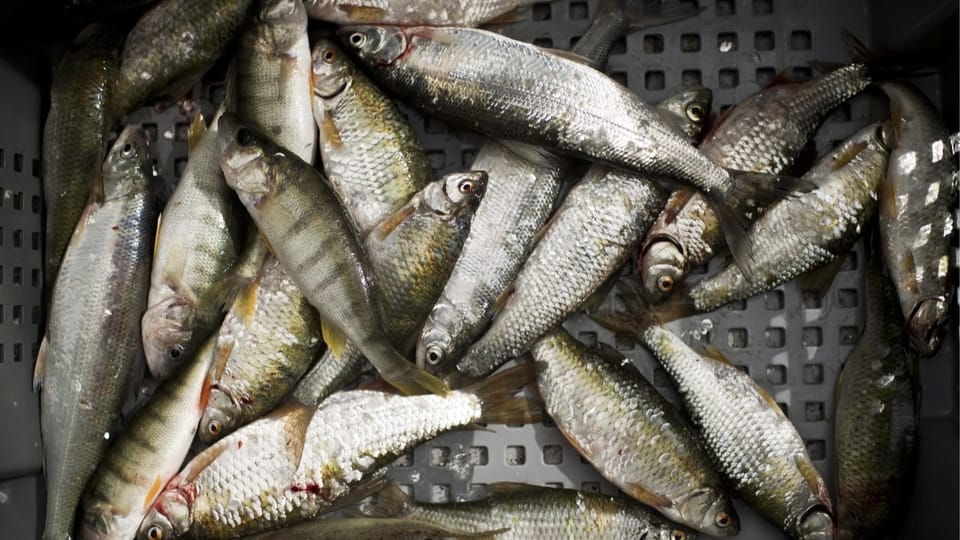 Manche Schweizer Fischer stehen nicht hinter Bodensee-Label