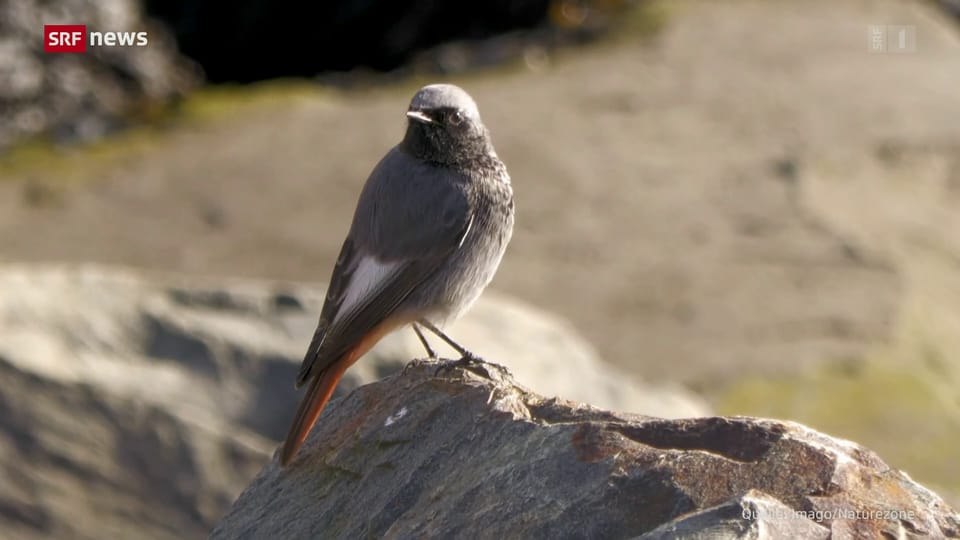 Birdlife ruft Schweizerinnen und Schweizer zum Vogelzählen auf