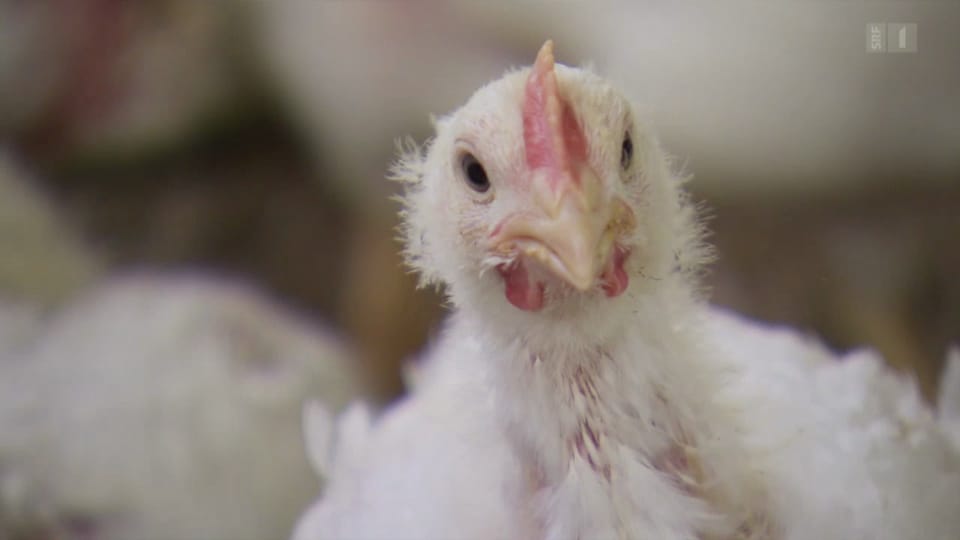 Multiresistente Keime im Pouletfleisch: Konsumenten in Gefahr