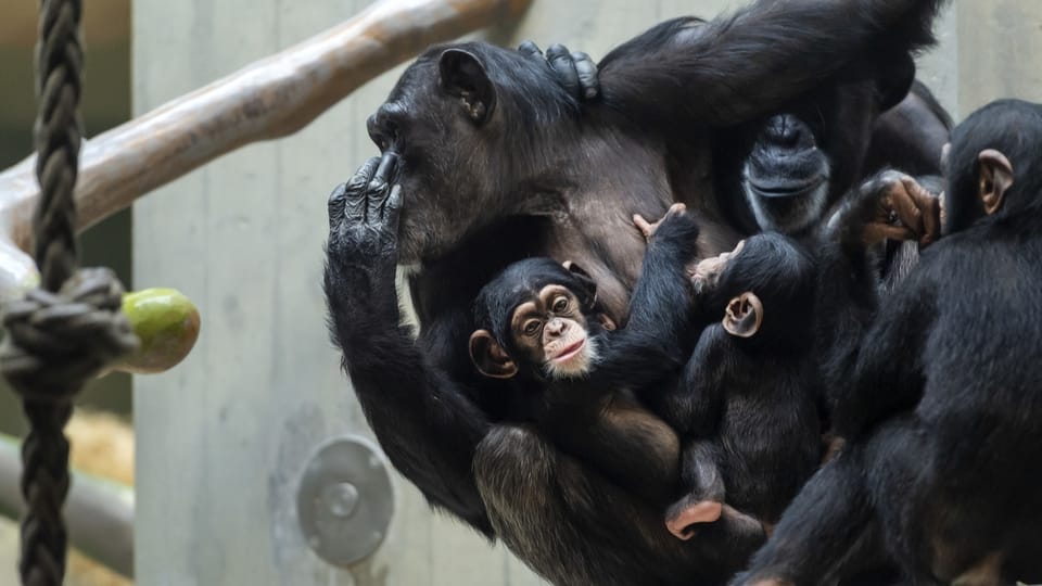 Die Primaten-Initiative hätte keinem Affen in Basel das Leben erleichtert oder gar gerettet