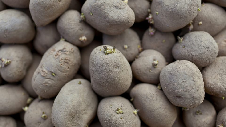 Kartoffelproduzenten beklagen Ernteausfälle