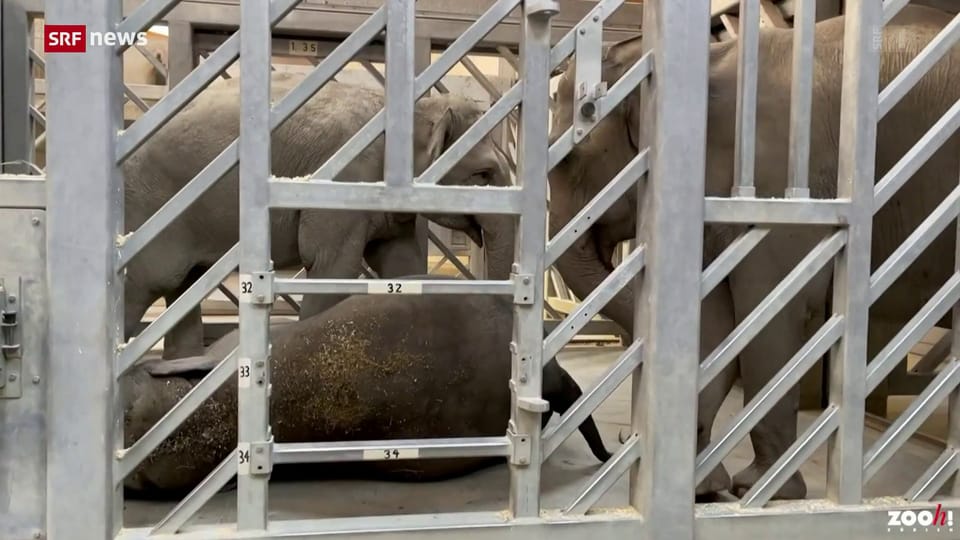 Archiv: Im Zoo Zürich stirbt ein zweiter Elefant