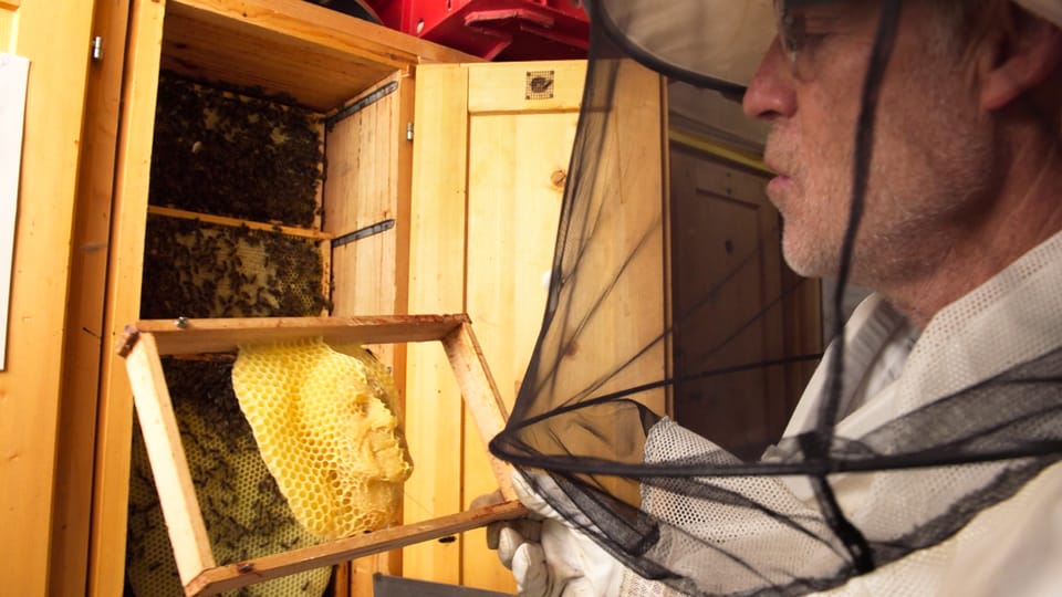 A la tschertga da l’avieul nair - Auf der Suche nach der Dunklen Biene