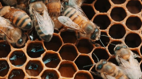 Biene und Schmetterling (Folge 12)