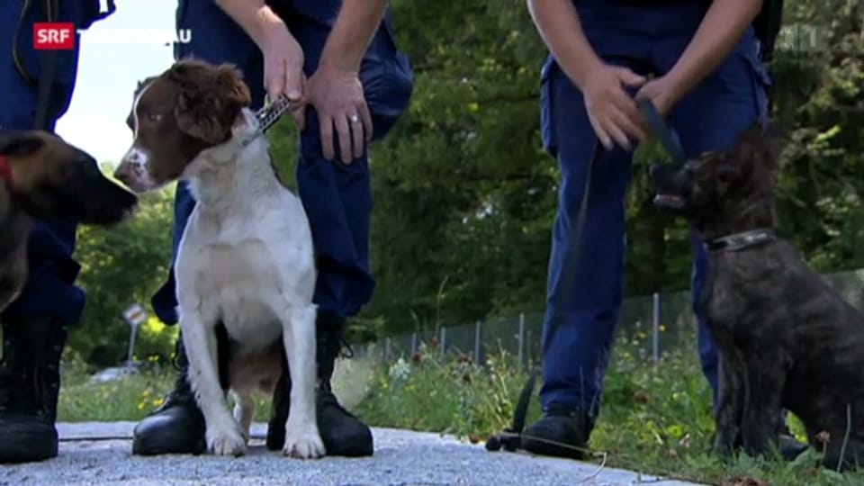 Polizei-Hund für Drogengeld
