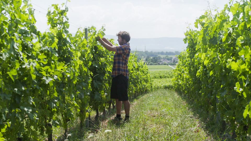 Ein Jahr in den Rebbergen – Sommer (3/4) | Weinbau in der Schweiz