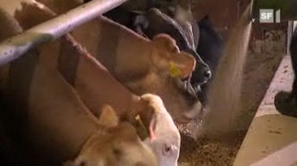 Unsinnig: Import-Futter für Schweizer Fleisch Unsinnig: Import-Futter für Schweizer Fleisch