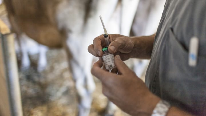 Tierärzte dürften künftig wieder mehr Antibiotika einsetzen