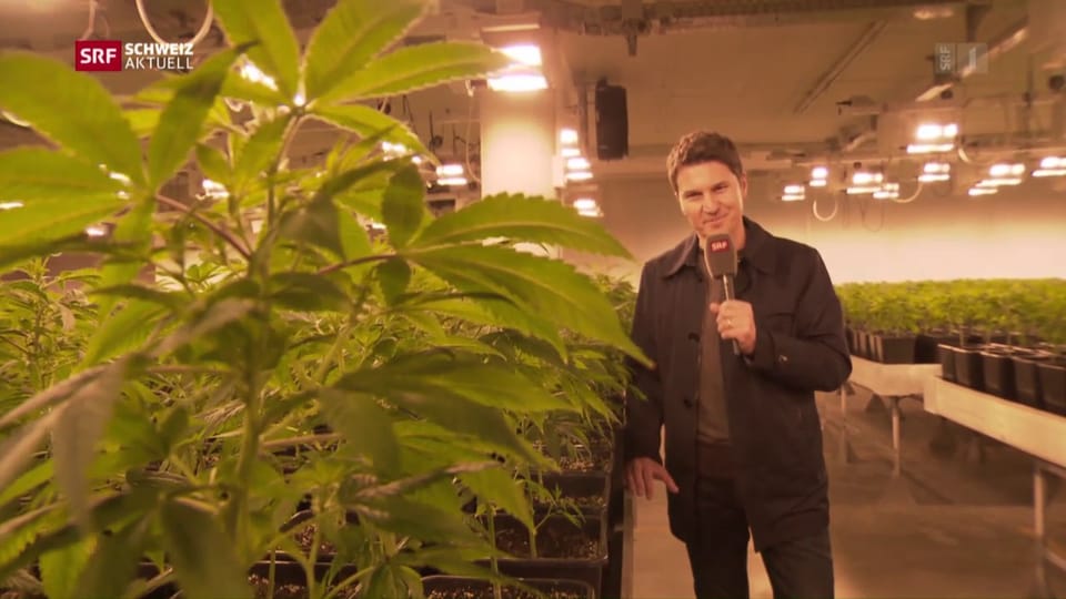 Moderator Otmar Seiler beim Cannabis-Produzent