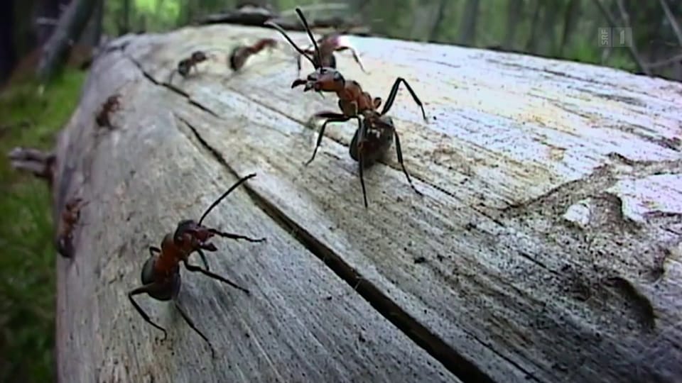 Ameisen kämpfen gegen Minikamera