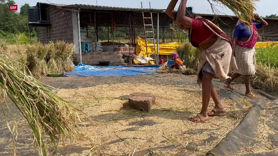 Frauen dreschen den Reis per Hand (Maren Peters)