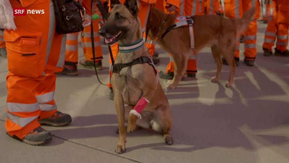 Archiv: Rückkehr der Schweizer Team mit Rettungshunden