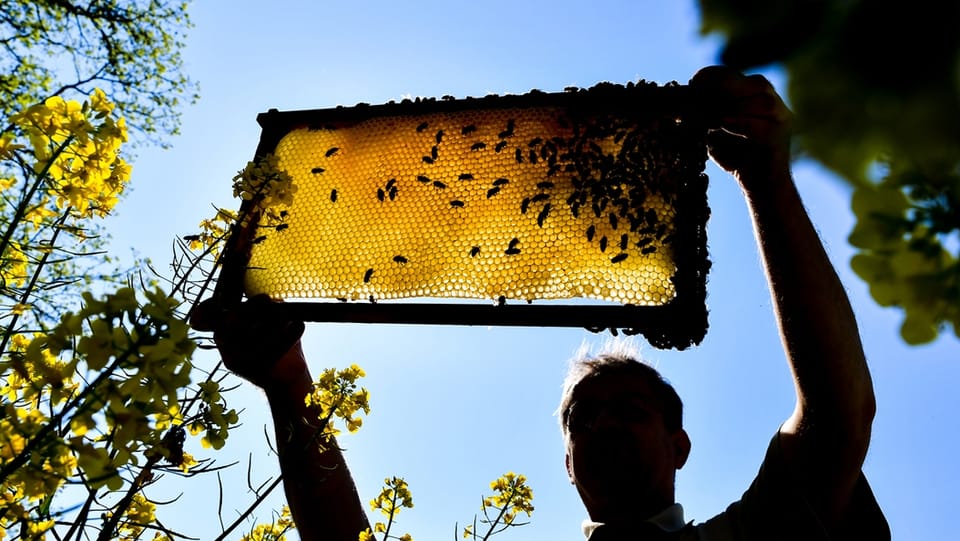 «Bienen sind heutzutage auf Imker angewiesen»