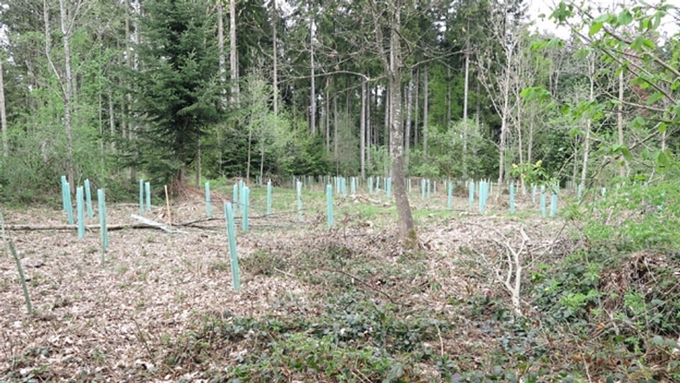 Sonderwaldreservat in Neudorf LU