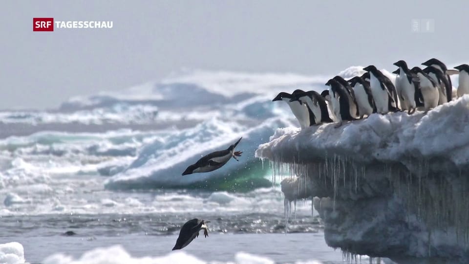 Aus dem Archiv: 1,5 Millionen Pinguine in der Antarkis