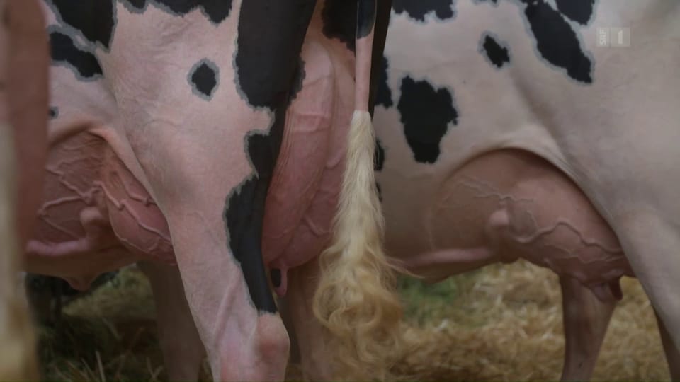 Quälerei an Viehschauen: Kühe leiden für absurde Schönheitsideale