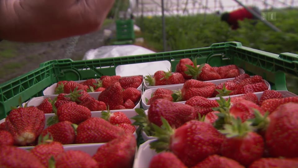 Bauern zahlen Hungerlöhne: Ausgenutzte Erdbeer-Pflückerinnen