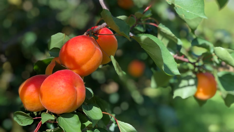 Chancen und Herausforderungen beim Aprikosenanbau im Thurgau