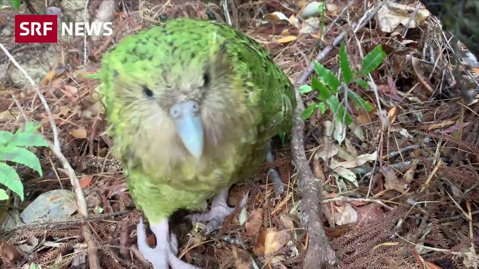 Staziun da cuar da kakapos