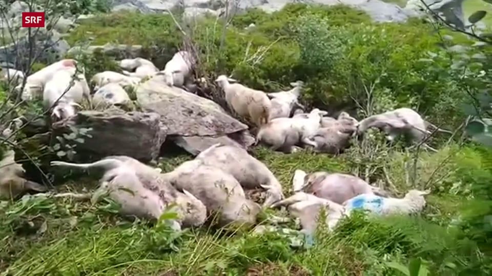 Über 40 Tote Schafe nach Sturz von Bündner Felswand