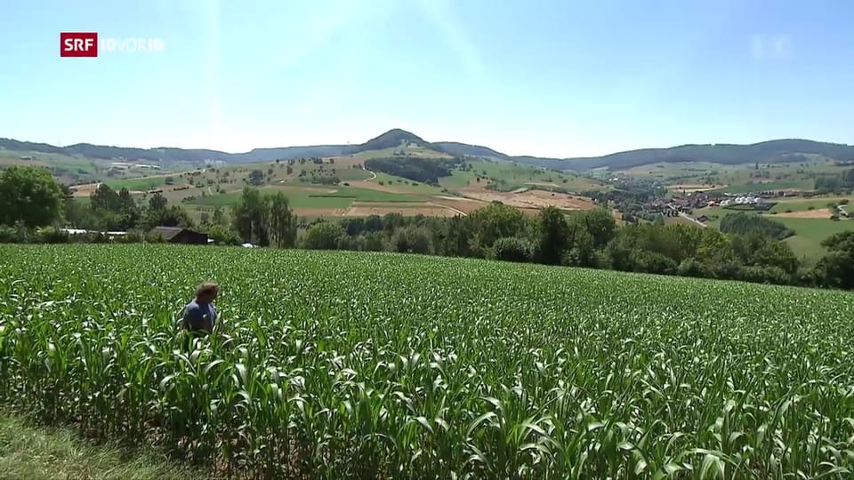 Schweizer Bauern suchen nach hitzetauglichen Pflanzen