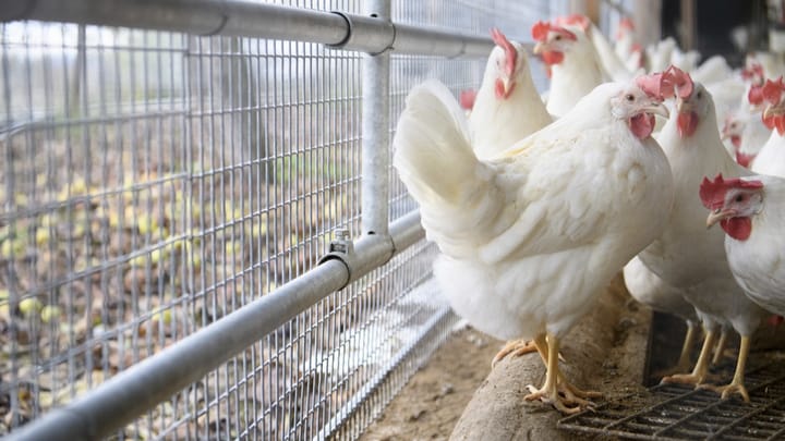 Archiv: Freilandhühner dürfen wegen Vogelgrippe nicht ins Freie