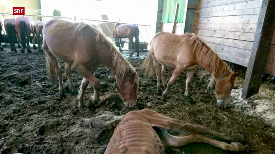 Archiv: Tierquälerei-Prozess gegen Thurgauer Pferdehalter
