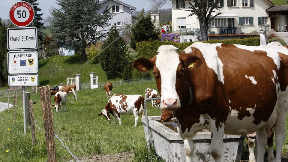 Nicht nur Kühe stossen in Châtel-Saint-Denis Methangas aus