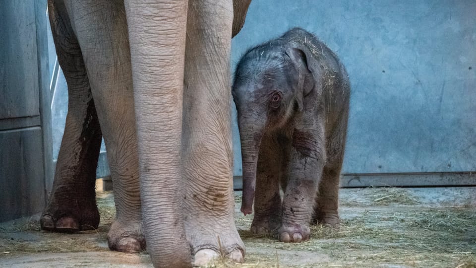 «Mutter und Kind geht es prima»: Zoodirektor Alex Rübel im Interview.