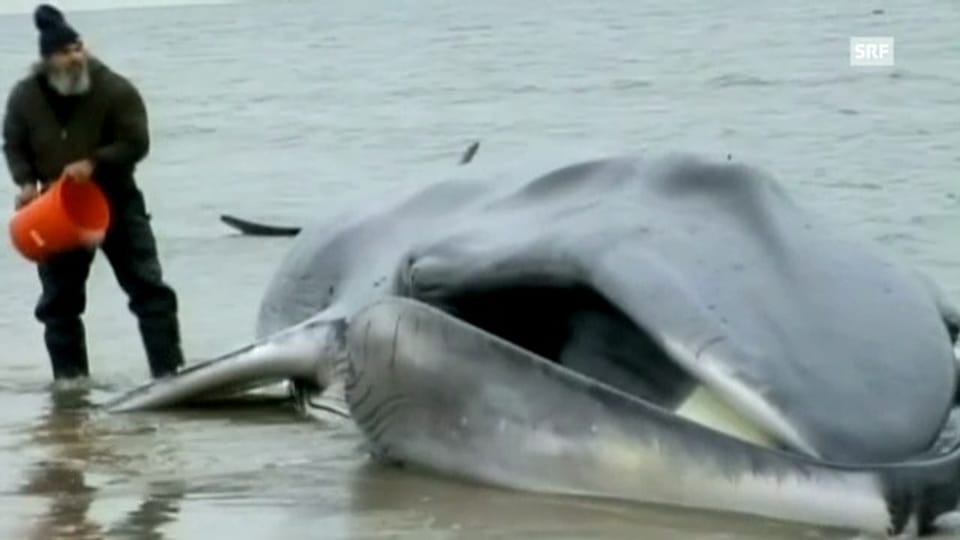 Rettungsaktion für gestrandeten Wal (unkommentiert)
