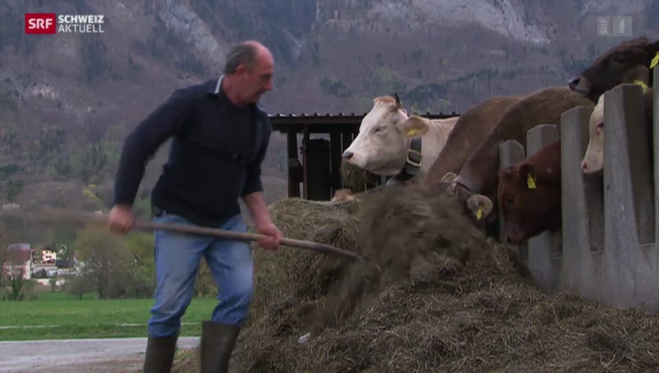 Vorarlberger Alpen vermissen Schweizer Kühe