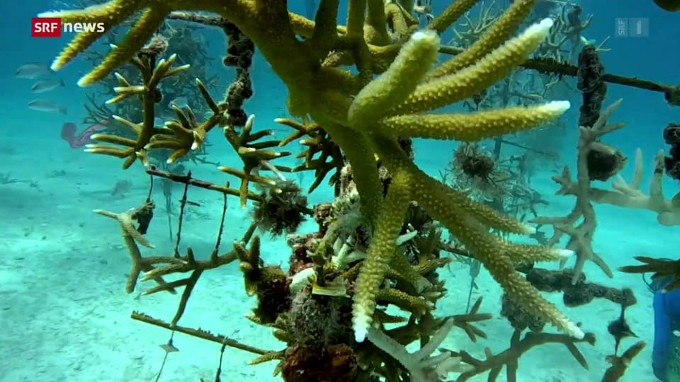 Archiv: Florida zieht Korallen in Kühlcontainer auf