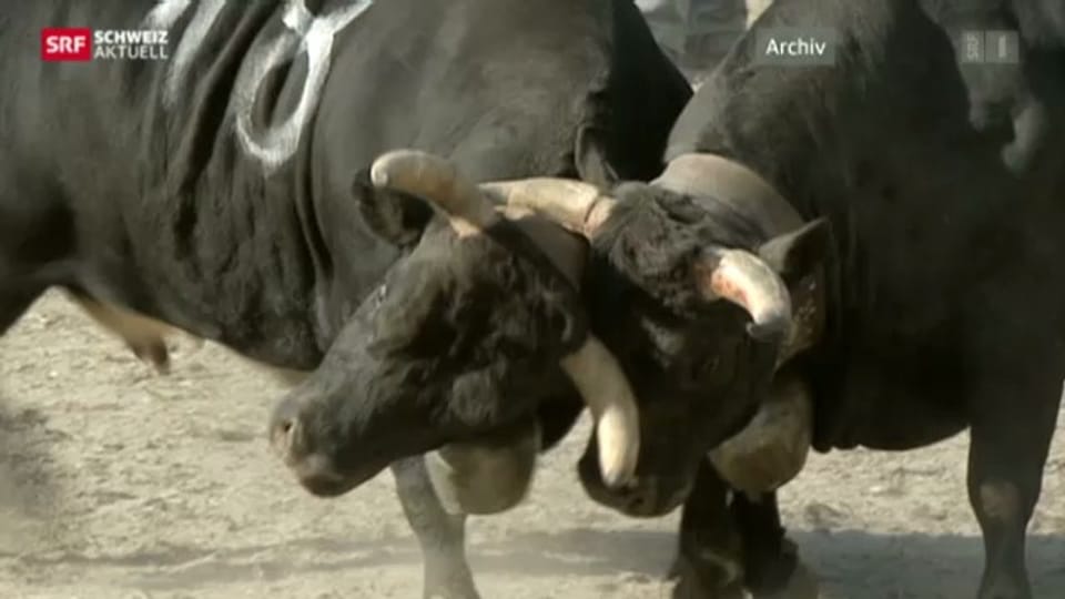 Kämpfende Kühe