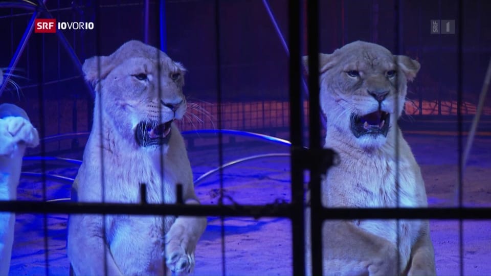 Tierschützer gegen Löwen im Zirkus