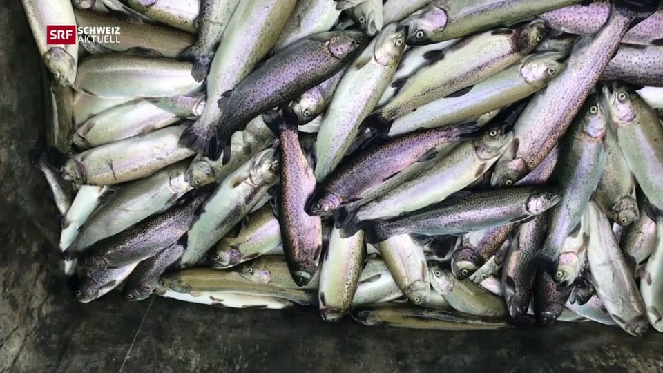 Tausende tote Fische im Blausee