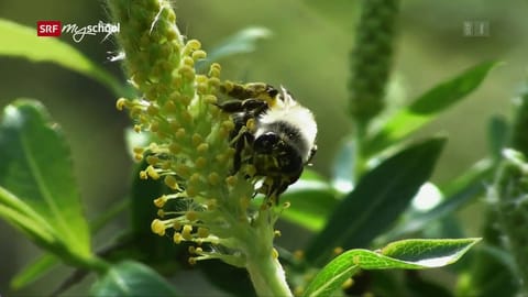 Bienen: Gärten mit und ohne Gift (3/3)