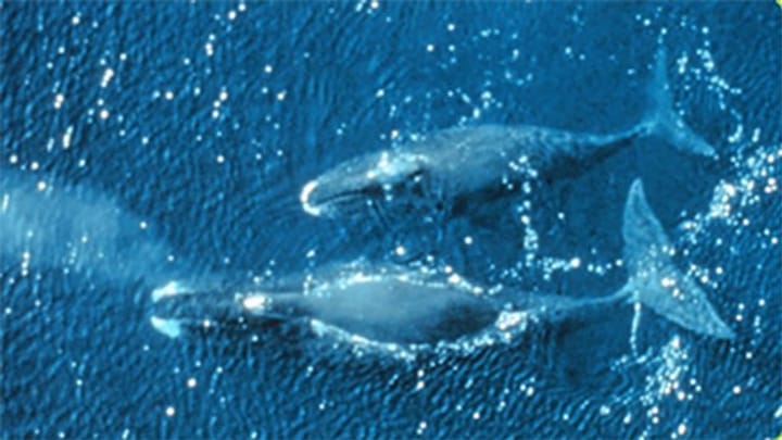 Grönlandwale – Improvisationskönige im Tierreich